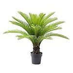 Revolut para Baloncesto: Analizamos las Mejores Aplicaciones Financieras para Deportistas